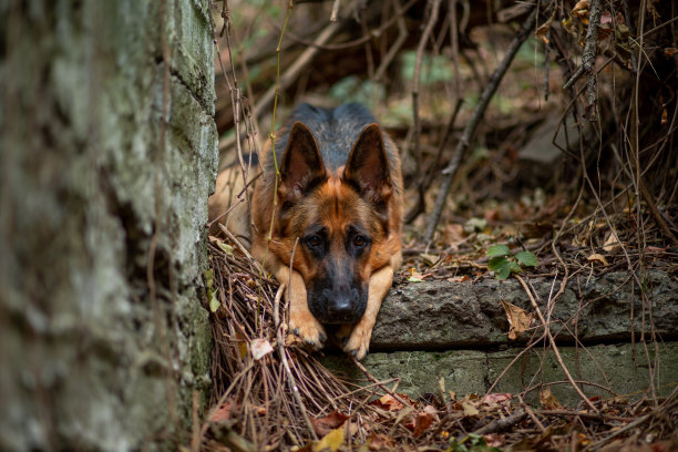 一只德国牧羊犬的肖像，站在一个古老的废弃楼梯上，楼梯上缠绕着野葡萄图片下载