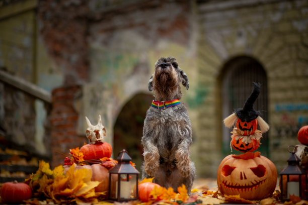 灰色雪纳瑞犬的背景是万圣节的装饰，有橙色的南瓜、灯笼和用黄色枫叶做成的骷髅图片下载
