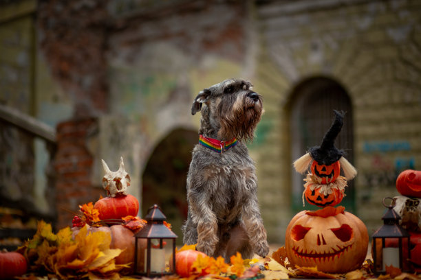 灰色雪纳瑞犬的背景是万圣节的装饰，有橙色的南瓜、灯笼和用黄色枫叶做成的骷髅图片下载
