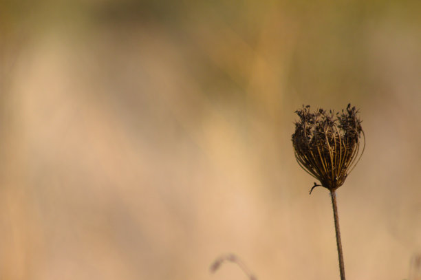 棕色野生胡萝卜干种子的特写与模糊的背景图片下载