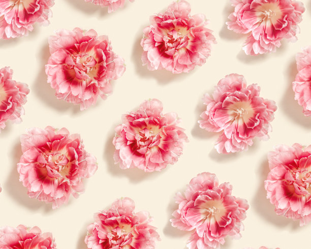 牡丹郁金香花春天的节日花美学重复图案，最小的植物平坦的铺设，花卉俯视图照片与梯度粉红色盛开的花朵在米色的自然设计图片下载