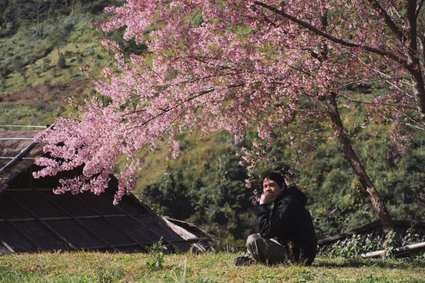 旅行和工作的概念，独自自由职业者坐在樱花树下，放松与一层山的背景图片下载