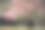 旅行和工作的概念，独自自由职业者坐在樱花树下，放松与一层山的背景图片下载
