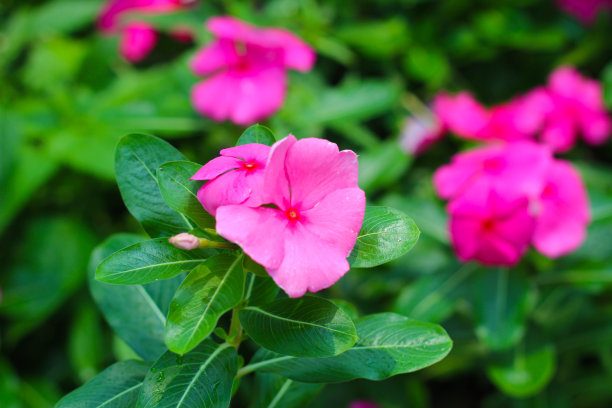 马达加斯加长春花，长春花，老女仆，辣椒茉莉花图片下载