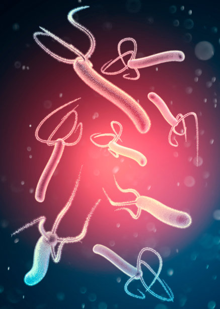 幽门螺杆菌是一种革兰氏阴性、鞭毛状螺旋状细菌。图片下载