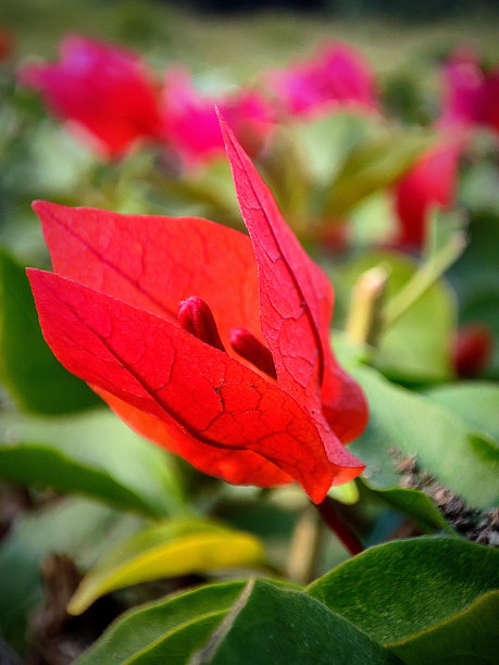 红色三角梅花特写照片图片下载