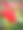 红色三角梅花特写照片图片下载