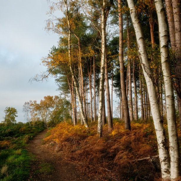 彩绘秋林图片下载