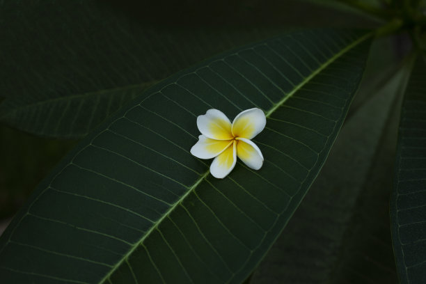 白色的热带鸡蛋花，黑色的叶子。对比照片。白色鸡蛋花(鸡蛋花属)热带花图片下载