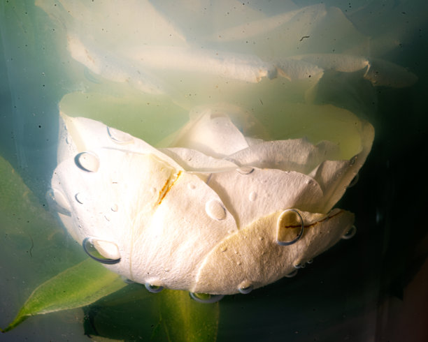 照片中的白玫瑰浸在水中，彩色的水，抽象，有趣的纹理，植物在水中图片下载