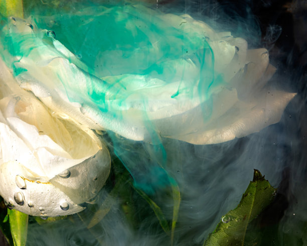 照片中的白玫瑰浸在水中，彩色的水，抽象，有趣的纹理，植物在水中图片下载