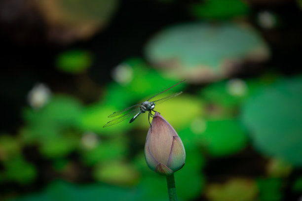睡莲上的蜻蜓图片下载