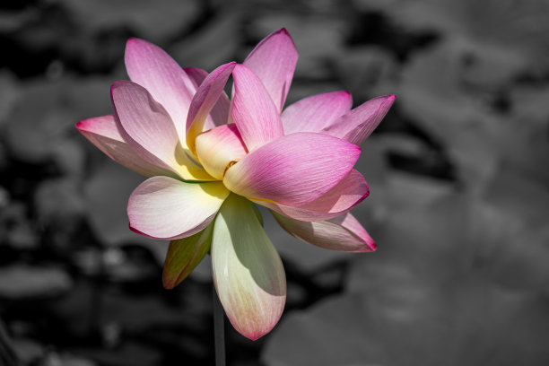 荷花盛开，黑白相间的背景图片下载