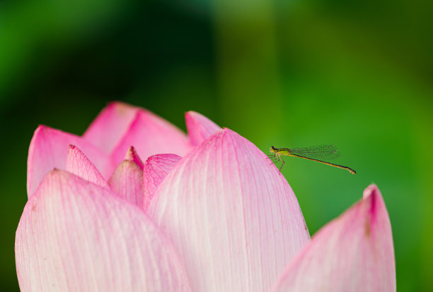 莲瓣上的豆娘图片下载