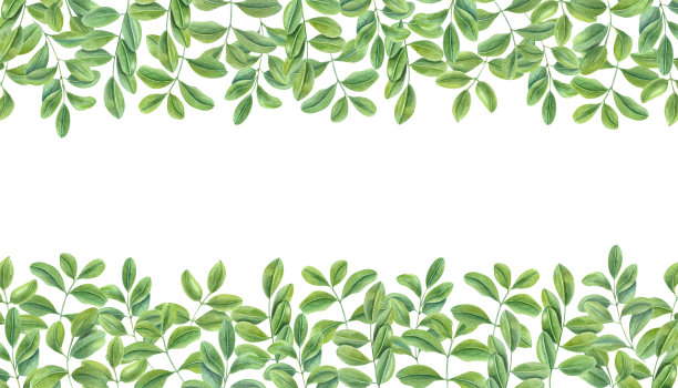 绿色的树叶。亚洲植物攀援枝的水平框架。桂皮,紫藤。文本的复制空间。水彩插图孤立的白色背景。用于明信片、问候、请柬图片下载