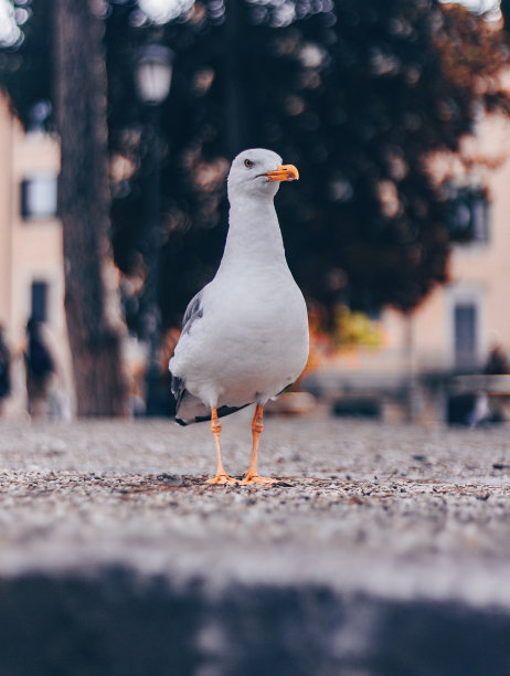 罗马市中心的海鸥图片下载