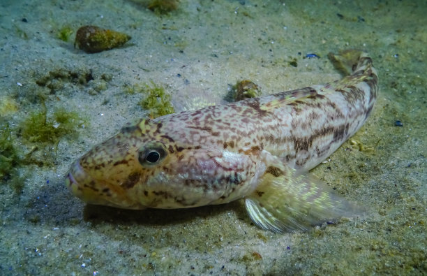 海鱼虾虎鱼(Mesogobius batrachocephalus)躺在海底，身上覆盖着贝壳图片下载