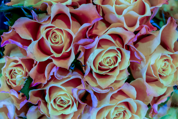 照片图片一束美丽的彩色鲜花图片下载