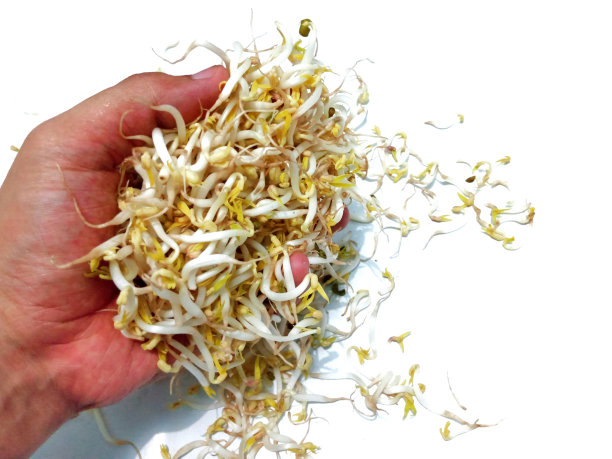 发芽的蔬菜图片下载