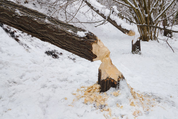 波兰格但斯克，海狸在冬天的森林里筑起了水坝，照片中的一棵树被这些动物砍倒了图片下载