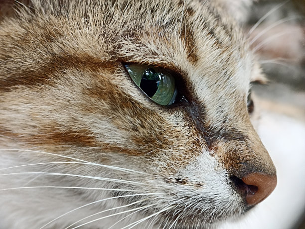 猫脸特写。从侧面微距拍摄的猫头照片。图片下载