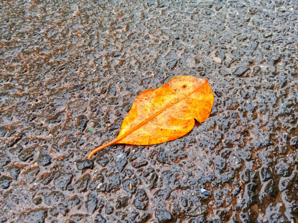 树叶落在潮湿的沥青上图片下载