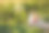 园林季节问题及解决方法。裁剪的照片，农民的手拿着白色的瓶子模拟毒药，农药液体从植物疾病和害虫的天然土豆盛开的背景图片下载