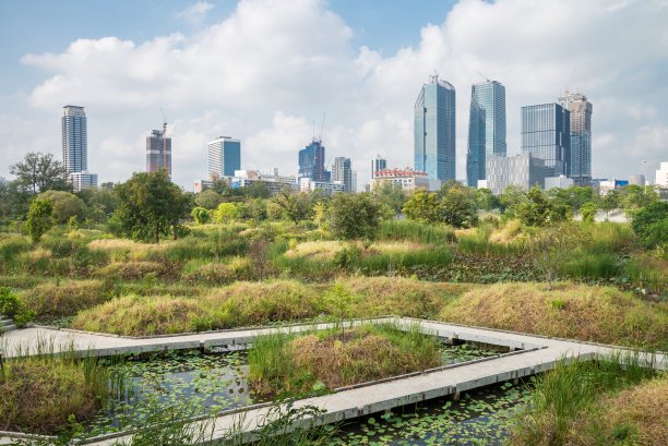 泰国曼谷，美丽的绿色Benjakitti城市公园湿地。图片下载