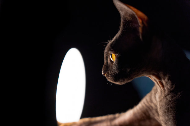 这是一只斯芬克斯小猫靠近聚光灯的美丽图片，它的大耳朵充满了表现力，眼睛充满了好奇心图片下载