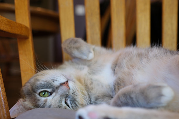 一只阿比西尼亚猫躺在床上休息图片下载