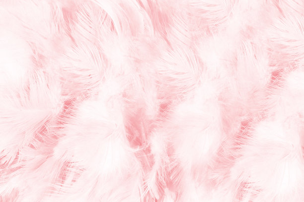 美丽柔软的粉红色羽毛图案纹理背景图片下载