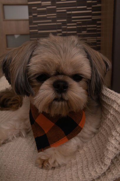 照片，狗，动物，可爱，品种，宠物，室内，小型，客厅，哺乳动物，家养，动物主题，家养动物，纯种，休息图片下载