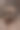 照片，狗，动物，可爱，品种，宠物，室内，小型，客厅，哺乳动物，家养，动物主题，家养动物，纯种，休息图片下载