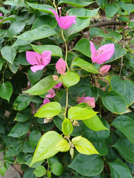 粉红色九重葛花和叶子的特写。近距离观察美丽的彩色盛开与可爱的花丛生长在户外。图片下载