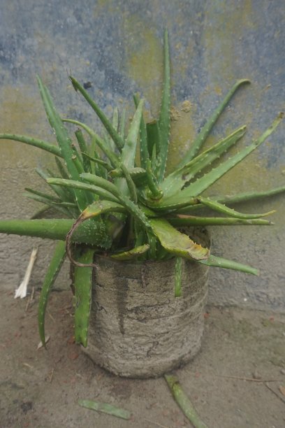 芦荟树图片下载