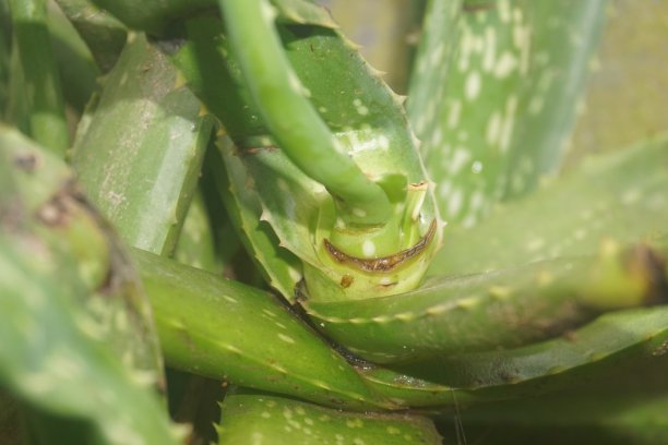 芦荟树图片下载
