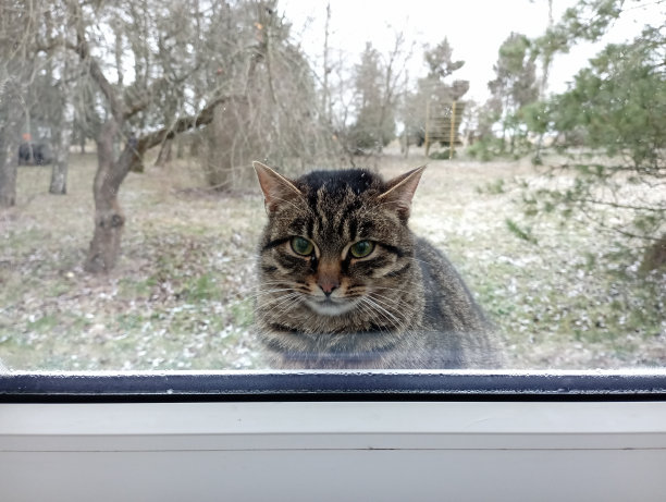 窗外花园的背景上有一只灰色带黑色条纹的猫。院子里玻璃后面漂亮的宠物。这张照片是从房间里拍的。图片下载