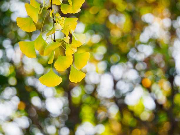 银杏的叶子图片下载