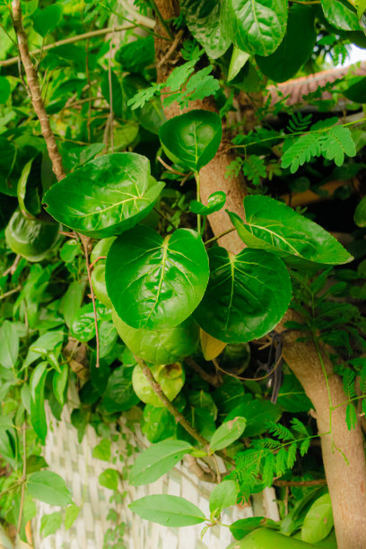 芒果叶植物的特写照片，这是菲律宾一种罕见的植物，有几种健康益处，被认为能给家里带来好运。近距离看，它呈心形。药用植物。图片下载