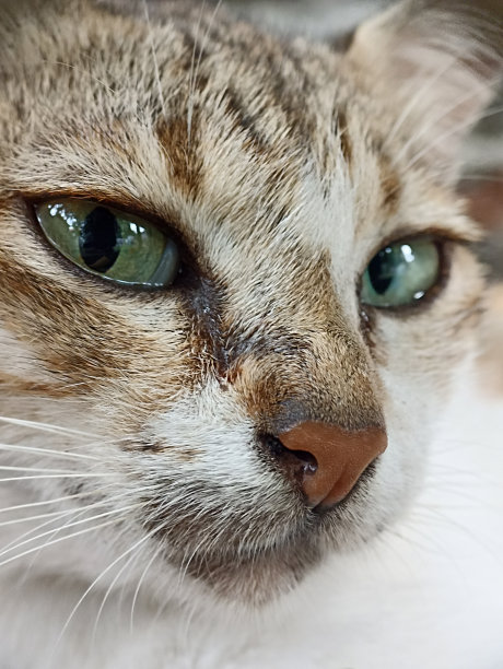 猫脸特写：猫头正面微距照片图片下载