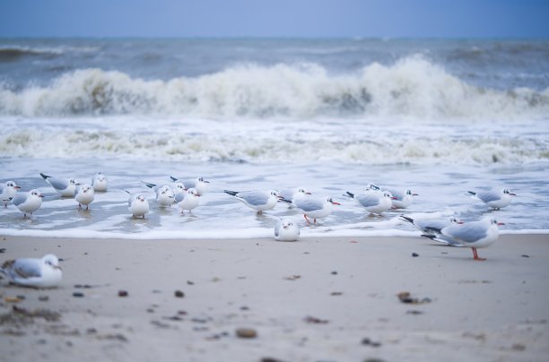 这张照片拍摄的是冬天科洛布热格海滩上的海鸥，一月份，它们面对着北风和汹涌的大海。图片下载