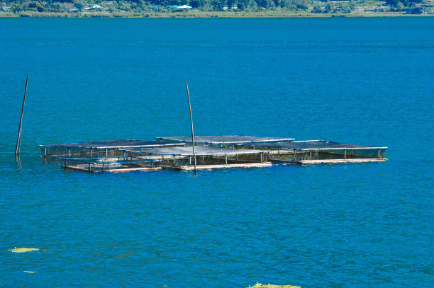 在湖的涟漪中简单的鱼塘图片下载