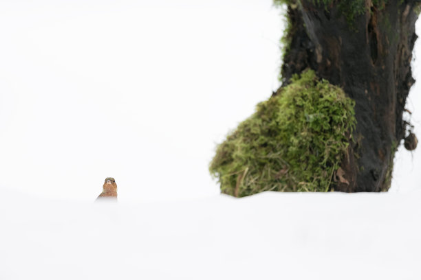 在大树脚下，白雪皑皑的森林里的雄苍头燕雀(Fringilla coelebs)图片下载