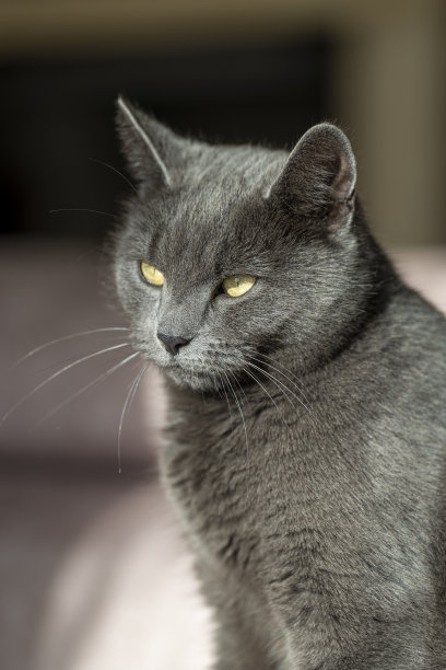 英国或俄罗斯蓝色短毛灰猫的迷人图片。这只猫黄色的眼睛和灰色的皮毛形成了鲜明的对比。图片下载