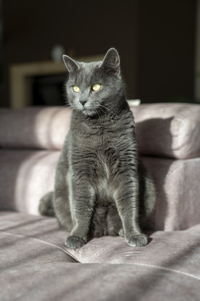 英国或俄罗斯蓝色短毛灰猫的迷人图片。这只猫黄色的眼睛和灰色的皮毛形成了鲜明的对比。图片下载