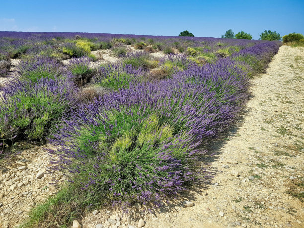 法国普罗旺斯的薰衣草田，照片作为背景，在法国和西班牙之间的安道尔图片下载