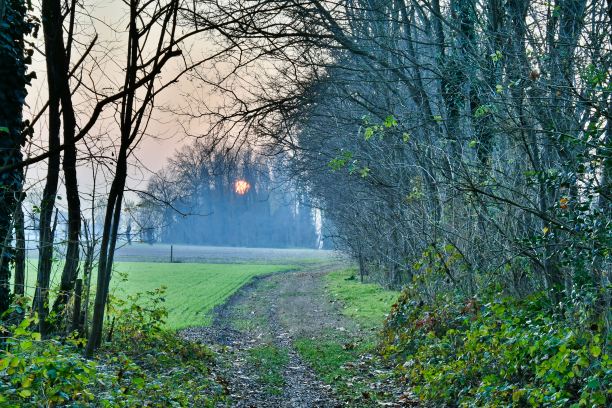 清晨在森林里，照片作为背景图片下载