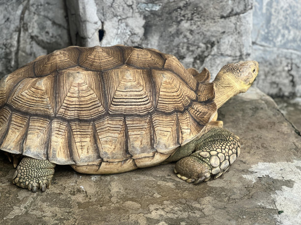 一只乌龟坐在岩石旁边的岩壁上的照片。图片下载