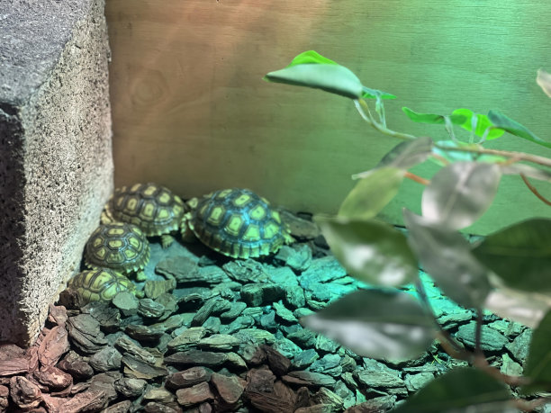 一只乌龟在有岩石和植物的水族箱里的照片。图片下载