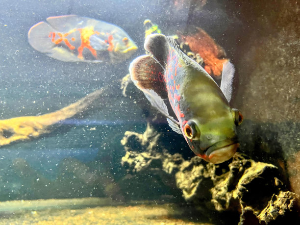 鱼缸里一条鱼的照片，背景是一条鱼。图片下载